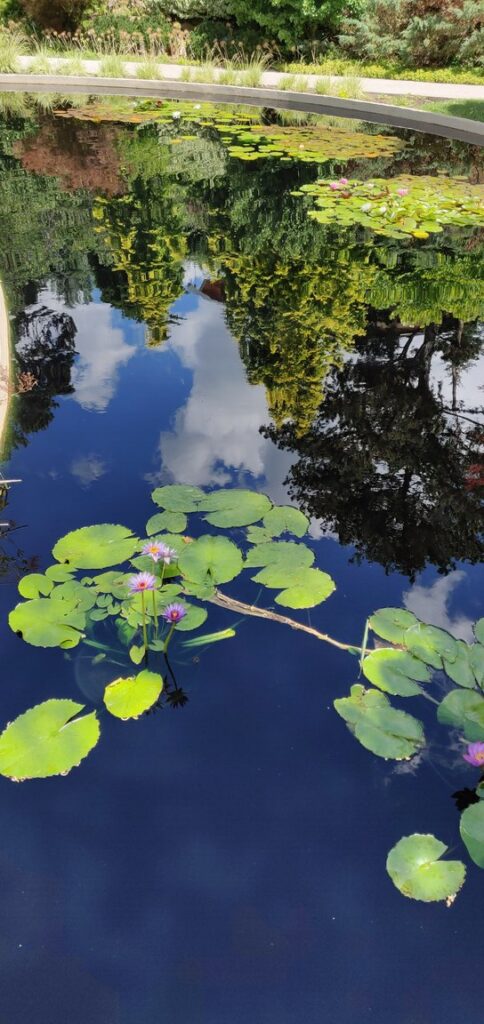 reflecting ponds at The Rock Garden